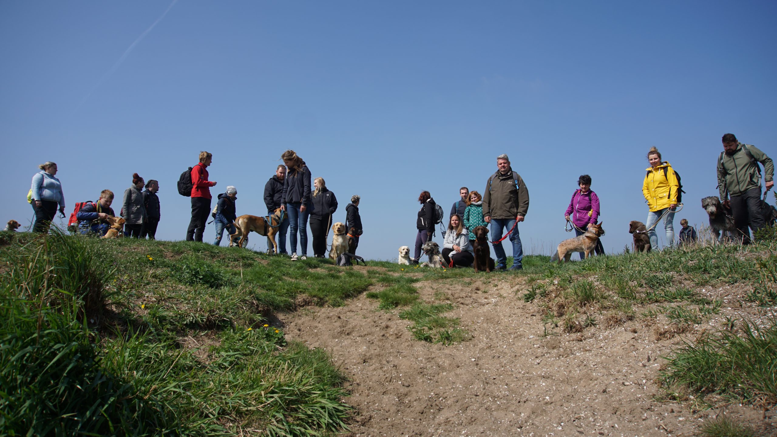 Lernspaziergang mit einer Hundegruppe im DOG Study Club