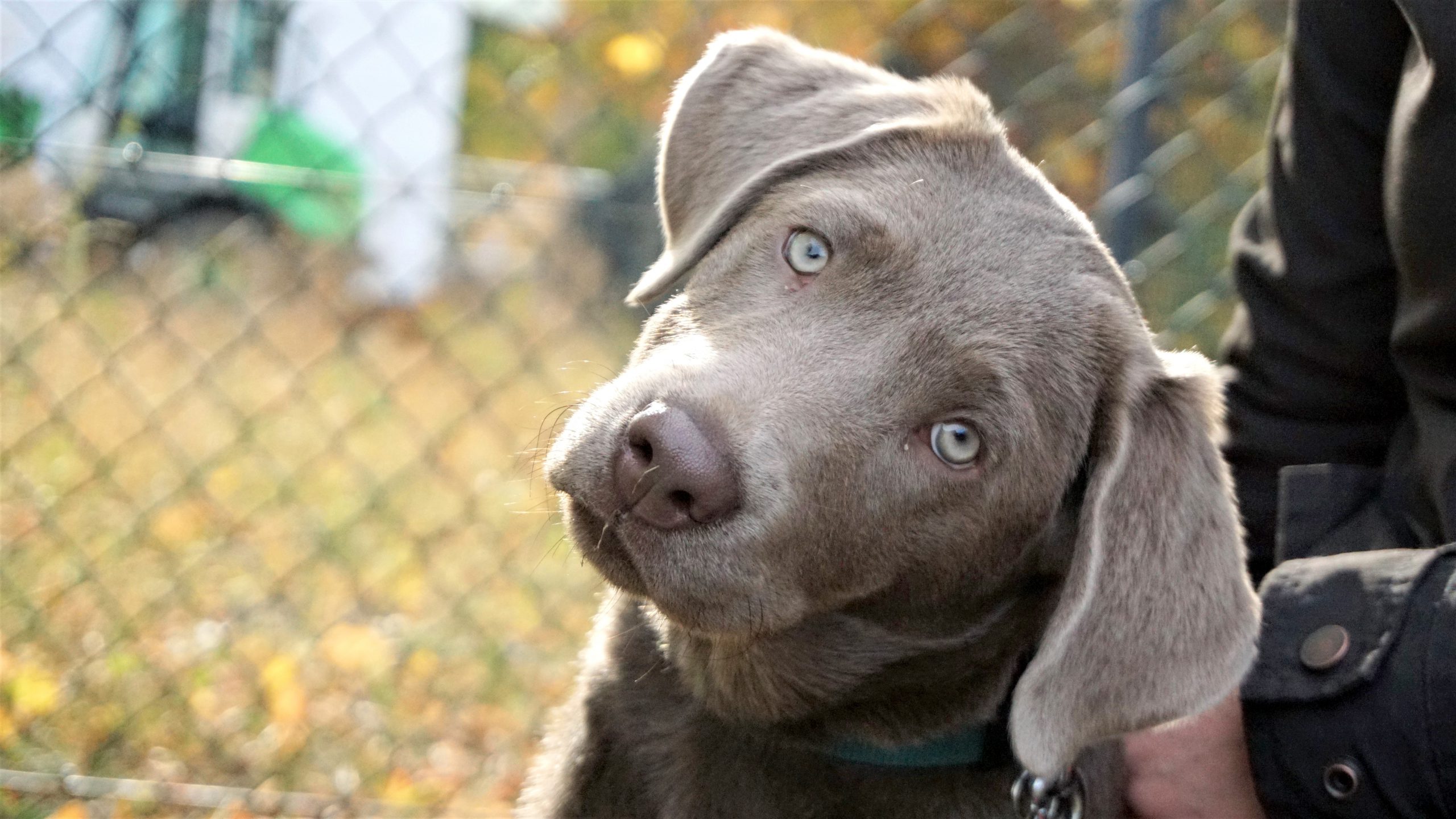 Labrador in der Welpenschule